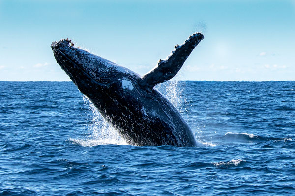 whale watching at gerroa holiday homes